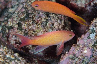 「キンギョハナダイ(日本)(Japanese Lyre-tail Basslet)」のサムネイル画像