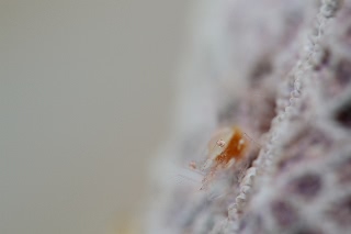 「ヒメイソギンチャクエビ(Popcorn shrimp,ポップコーンシュリンプ)」のサムネイル画像