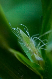 「レインボーコーン(虹色トウモロコシ,七色トウモロコシ,グラスジェムコーン,ジュエリーコーン)」のサムネイル画像