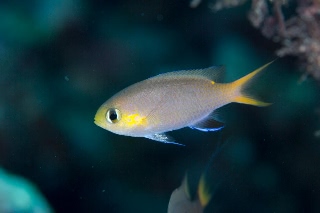 「コビトスズメダイ(Midget chromis)」のサムネイル画像