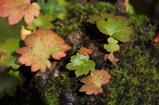 「植物の仲間」のサムネイル画像