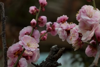 「ウメ」のサムネイル画像