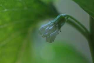 「ホオズキ」のサムネイル画像