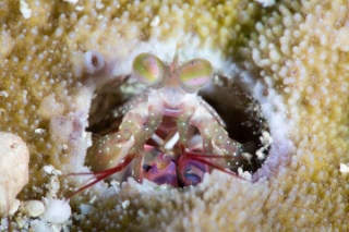 「シャコの仲間」のサムネイル画像