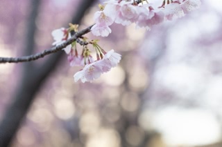 「アタミザクラ」のサムネイル画像