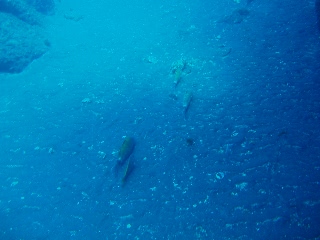 「順番待ち？」のサムネイル画像