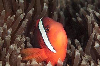 「ハマクマノミ」のサムネイル画像