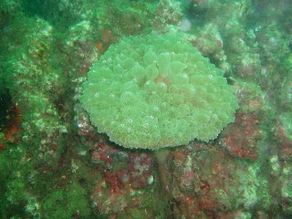 「サンゴイソギンチャク」のサムネイル画像