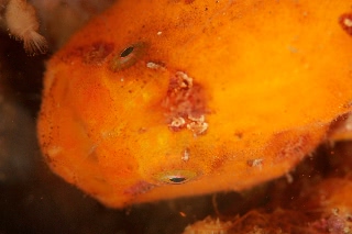 「ベニイザリウオ(ベニカエルアンコウ)」のサムネイル画像