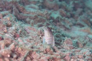 「ゴールドスペックジョーフィッシュ(gold-specs jawfish)」のサムネイル画像