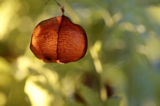 「風船蔓(フウセンカズラ)」のサムネイル画像