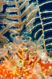 「Stalked ascidian」のサムネイル画像