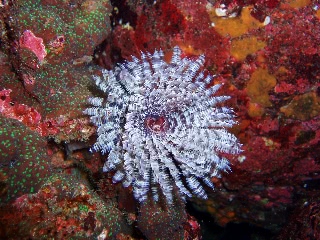 「ケヤリムシ」のサムネイル画像