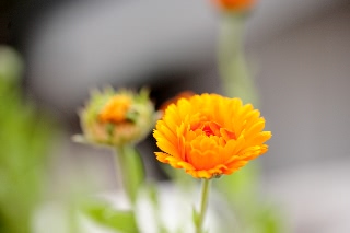 「キンセンカ」のサムネイル画像