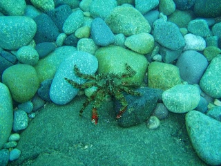 「カニの仲間」のサムネイル画像
