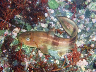 「イタチウオ」のサムネイル画像