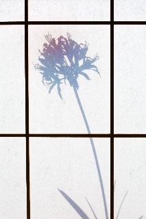 「ダイヤモンドリリー(ネリネ)」のサムネイル画像