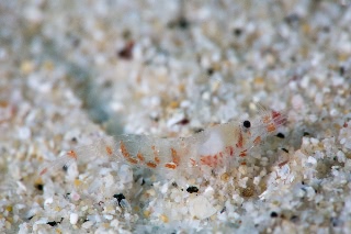 「ミナミロウソクエビ」のサムネイル画像