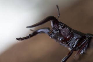 「ノコギリクワガタ」のサムネイル画像