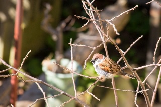 「スズメ」のサムネイル画像