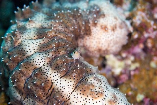 「イシガキカエルウオ」のサムネイル画像