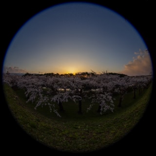 「ソメイヨシノ(染井吉野)」のサムネイル画像