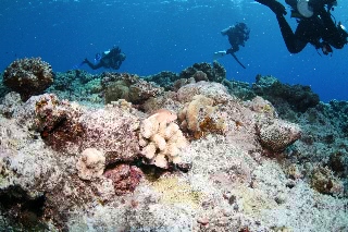 「メガネゴンベ(ring-eyed hawkfish)」のサムネイル画像