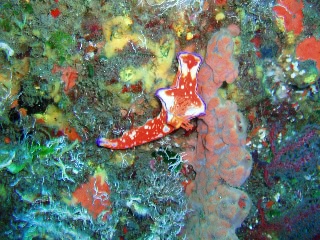 「ニシキウミウシ」のサムネイル画像