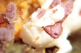 「クマドリイザリウオ(クマドリカエルアンコウ,Warty Frogfish)」のサムネイル画像