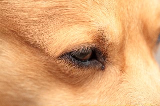 「ウェルシュ・コーギー・ペンブローク(Pembroke Welsh Corgi)」のサムネイル画像