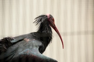 「ホオアカトキ」のサムネイル画像