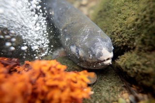 「シロザケ」のサムネイル画像