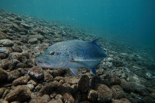 「カスミアジ(Bluefin trevally)」のサムネイル画像