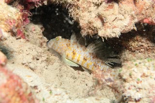 「filament sandgoby(フィラメント サンドゴビー)」のサムネイル画像