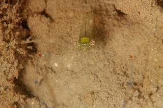 「オシャレカクレエビ」のサムネイル画像
