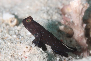 「black shrimpgoby(ブラックシュリンプゴビー)」のサムネイル画像