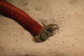 「クレナイオオイカリナマコ」のサムネイル画像