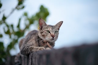 「ネコ」のサムネイル画像