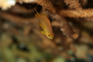 「無題」のサムネイル画像