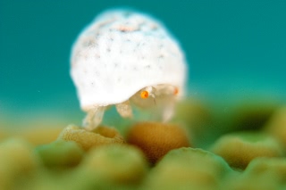 「オガサワラカイカムリ(ユキンコボウシガニ)」のサムネイル画像