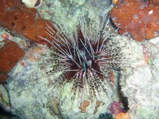 「トックリガンガゼモドキ」のサムネイル画像