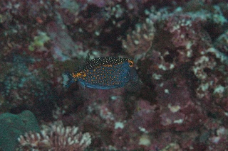 「クロハコフグ」のサムネイル画像