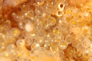 「オニカジカ」のサムネイル画像