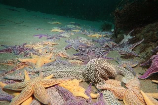 「ニッポンヒトデ」のサムネイル画像