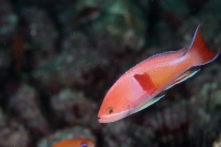 「アカオビハナダイ」のサムネイル画像