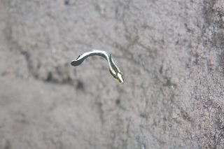 「コロダイ」のサムネイル画像