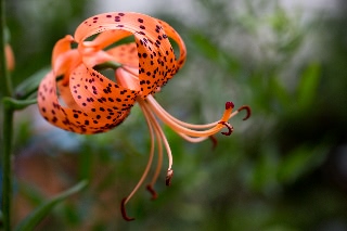 「オニユリ」のサムネイル画像