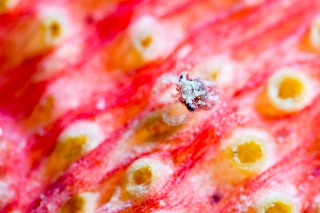 「カニの仲間」のサムネイル画像