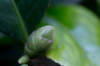 「ツバキ」のサムネイル画像