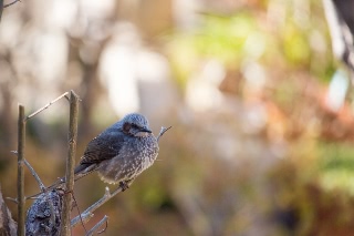 「ヒヨドリ」のサムネイル画像